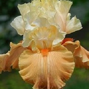 высокий бородатый ирис бежево-кремовый