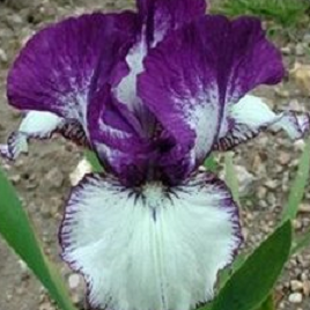 высокий бородатый фиолетово-белый ирис