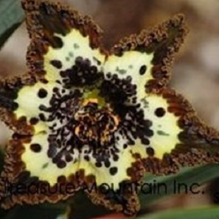 высокий бородатый ирис карий пятнистый