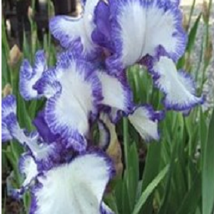 высокий бородатый ирис сине-белый