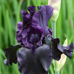 высокий бородатый ирис темно-синий