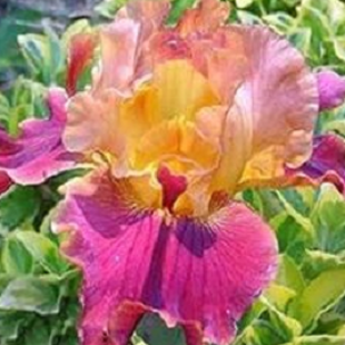 высокий бородатый ирис желто-розовый