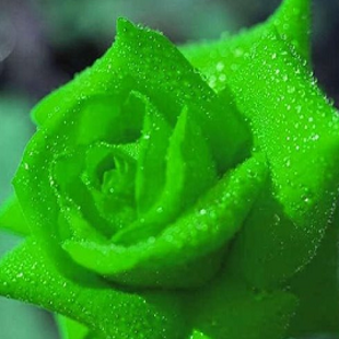 зеленая роза