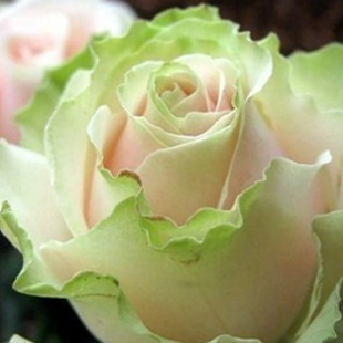 зелено-розовая роза