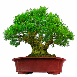 зеленый бонсай