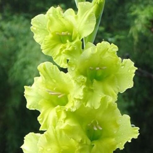 зеленый гладиолус