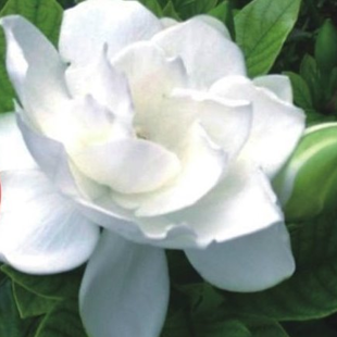 жасмин Жасминиодис (куст)