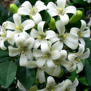 жасмин (куст)