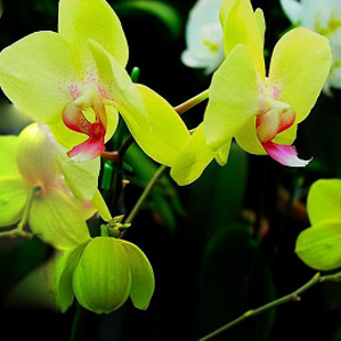 традиционная желтая орхидея