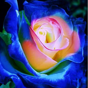 сине-желтая роза