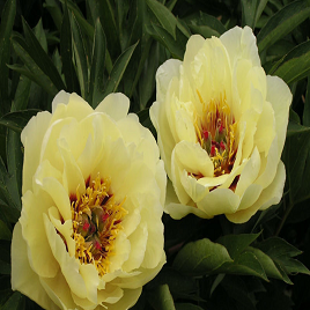 пионовое дерево (желтый пион)