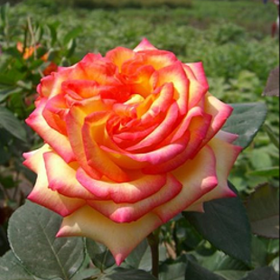 пушистая красно-желтая роза