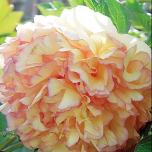 золотистый пион Кинкаку